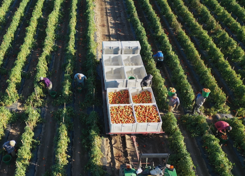 Why $28 Billion in Crop Revenue Is at Risk and How Agnomy Is Helping