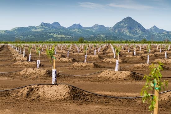 almond spraying Yuba City