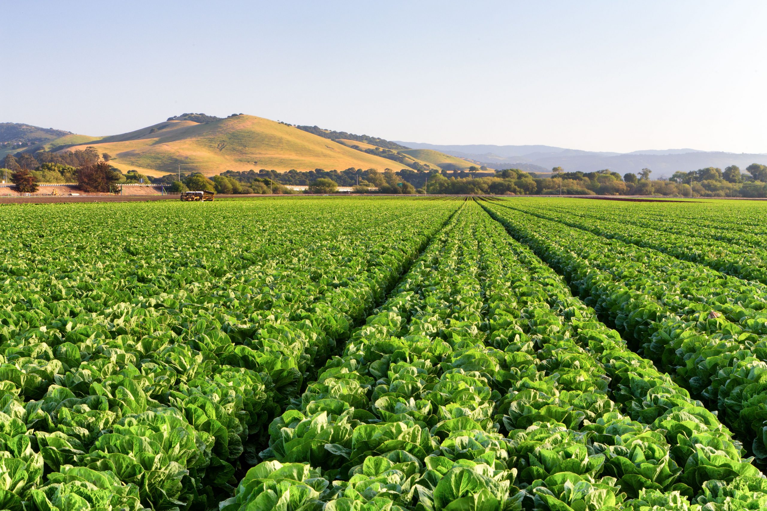 vegetable harvest crews Salinas