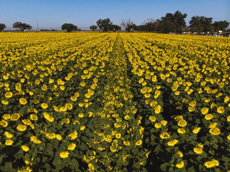 planting services Woodland