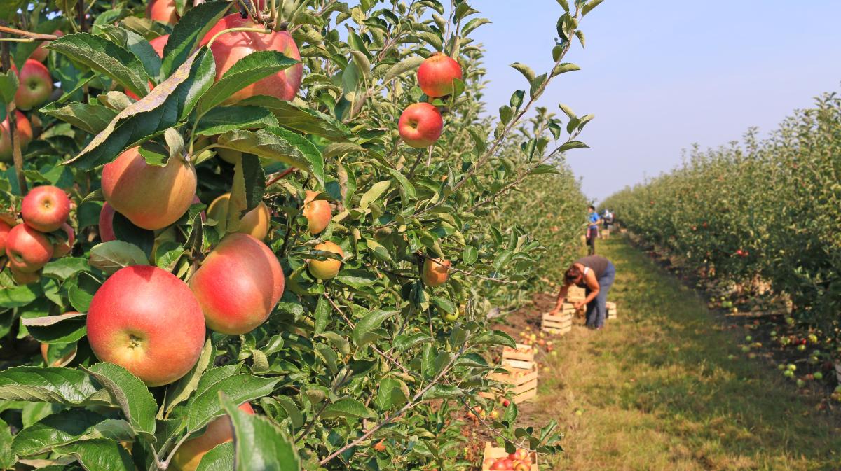 Fruit Orchards farming services