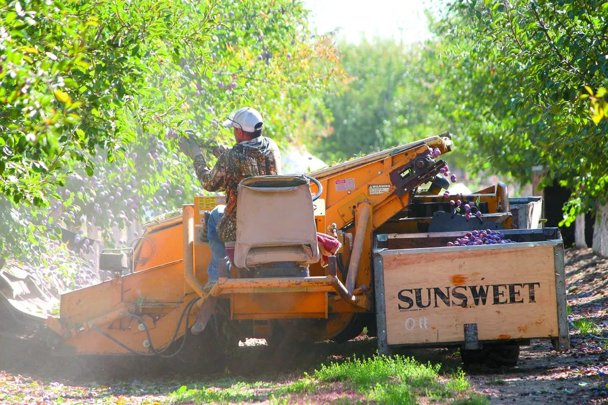 Custom Fruit Harvest services