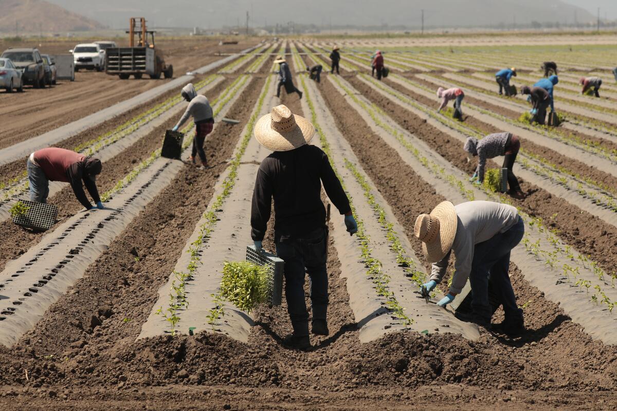 Farm Labor Contractors services