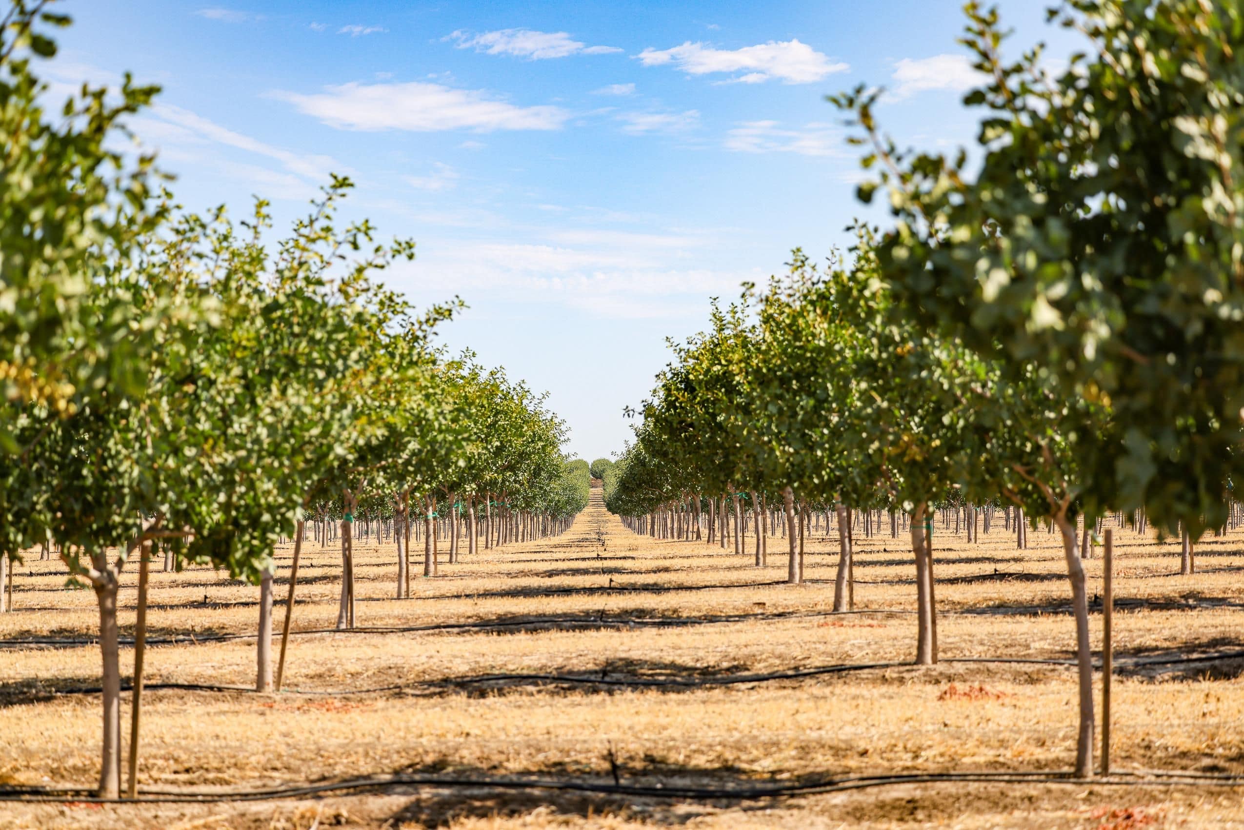 Orchard Planting Services services in California